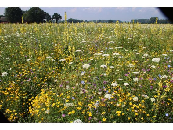 Projekt "Bunte Biomasse" - Wildblumen auf dem Feld von Landwirt Richard Schulte © Foto Kreis Paderborn